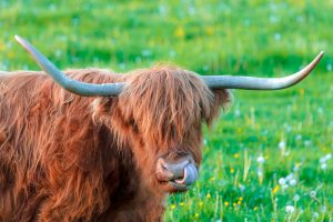 Highland cow licking his nostril